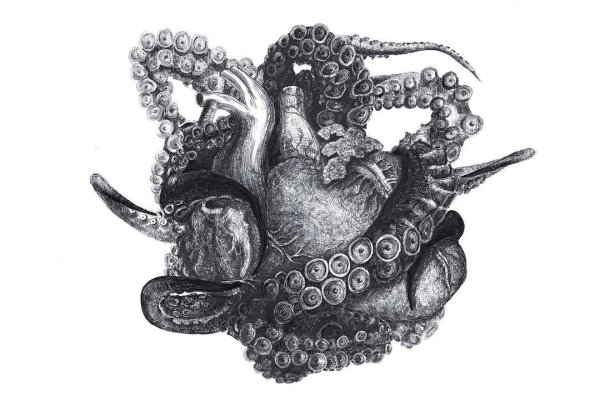 Kraken url